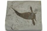 Eurypterus (Sea Scorpion) Fossil - New York #310231-1